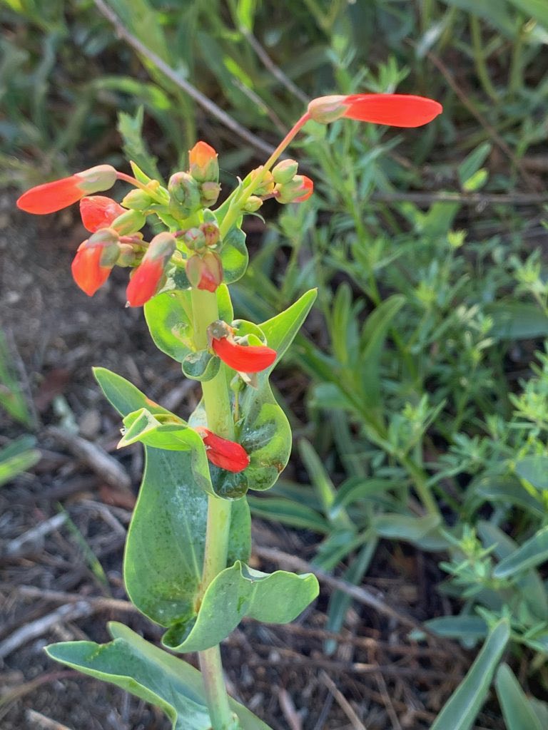 SWHS at Plantpalooza & Eco Fest 10/11/25